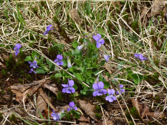 Wild Violets along the road